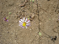 lessingia filaginifolia